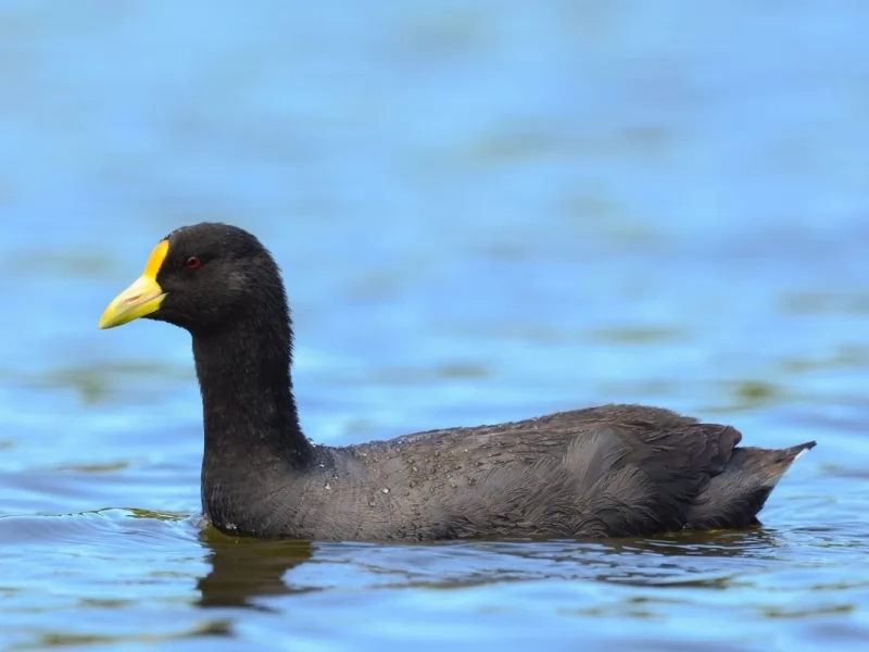 White-Winged Coot