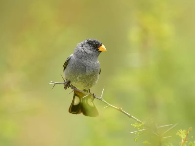 Band-tailed Seedeater