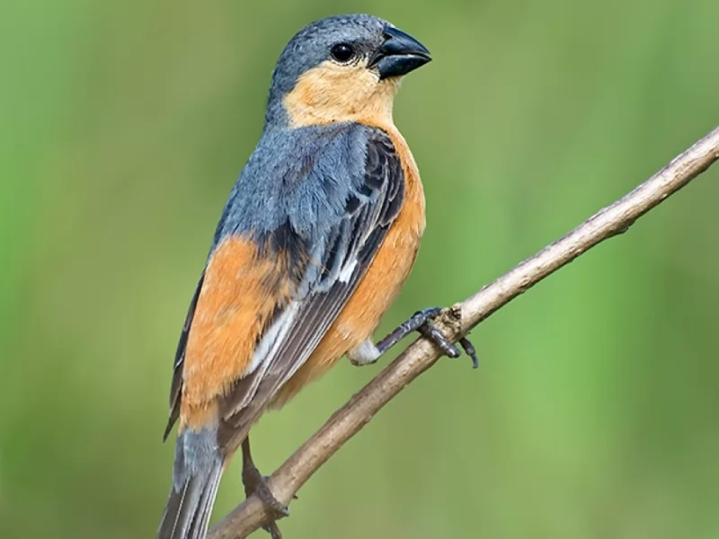 Tawny-bellied Seedeater