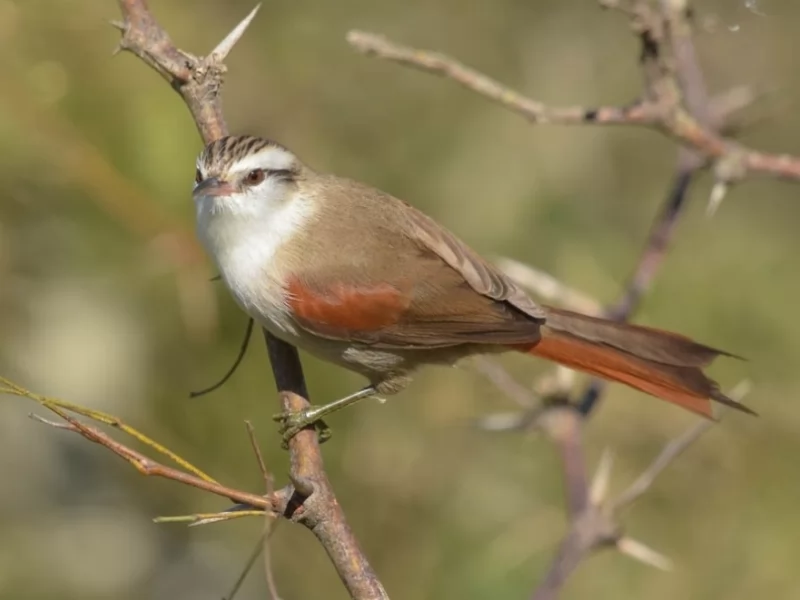Stripe-crowned Spinetail 