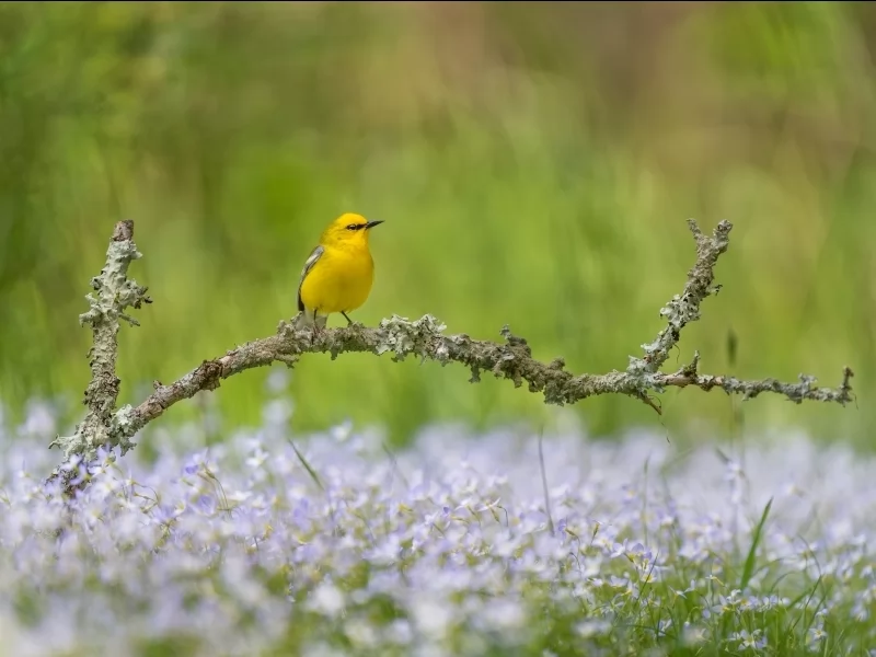 The key to Golden-winged Warbler conservation in North Carolina