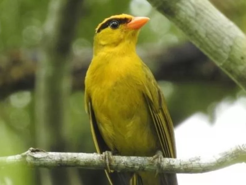 The ‘Kill Bill Tanager,’ a Species New to Science, Finally Has a Real Name