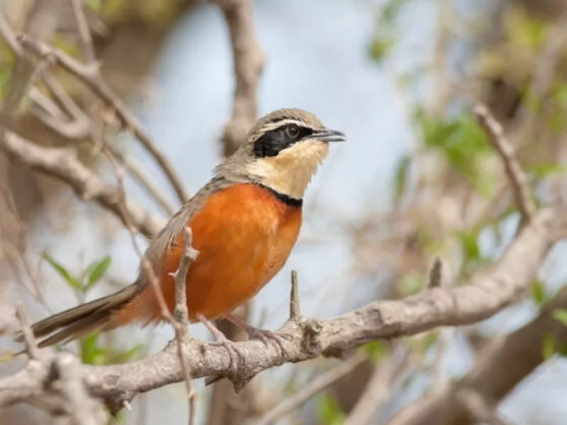 Meet the five most difficult birds to photograph in Córdoba