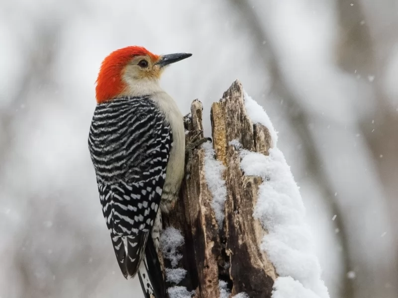 How Do Birds Survive In Very Cold Temperatures?