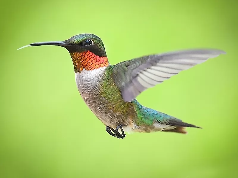 Why some female hummingbirds look like males