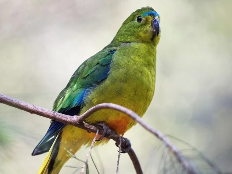 Hope for Orange-bellied Parrot as numbers hit 15-year high