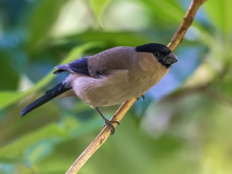 The Encouraging Comeback of the Azores Bullfinch