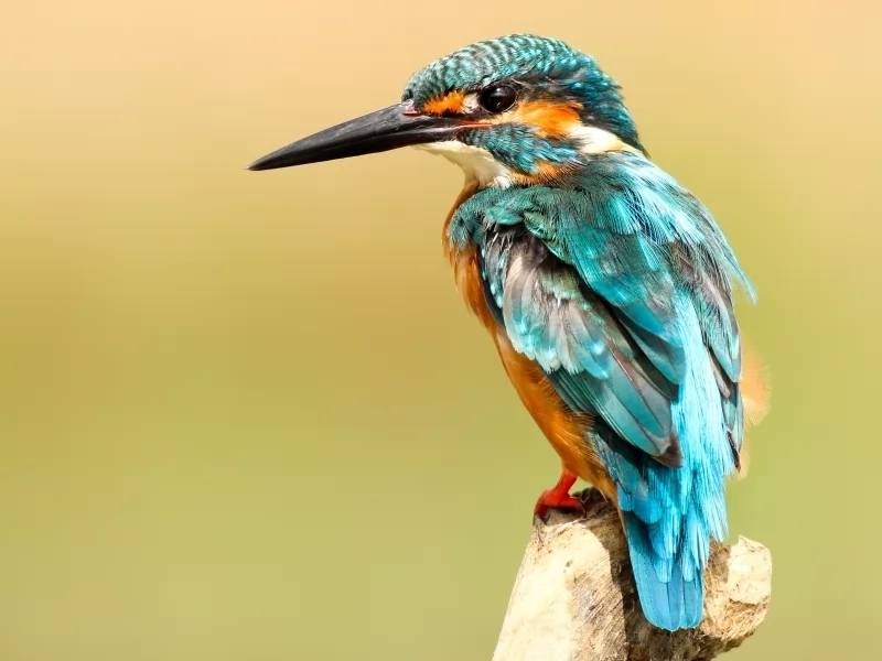 Malachite Kingfisher Facts You’ll Never Forget