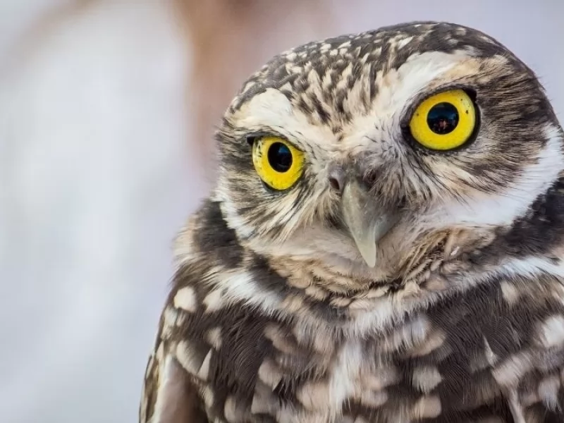 Burrowing Owl, the 2022 ABA Bird of the Year!