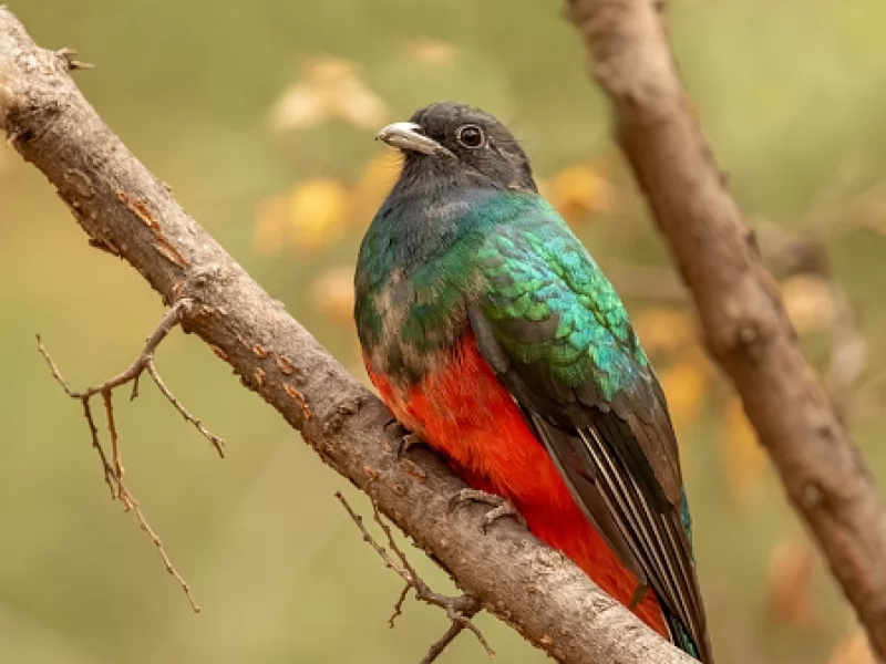 Rare birds often stop by New Mexico