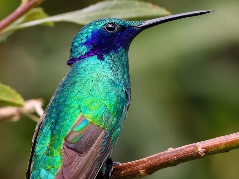 Argentina - Iguazu Hummingbird Garden
