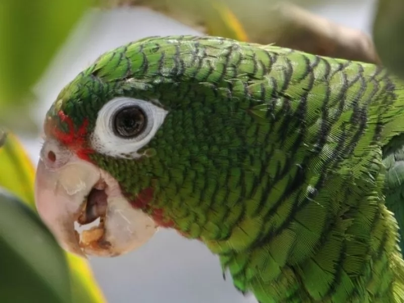 Puerto Rican Parrot on the road to recovery