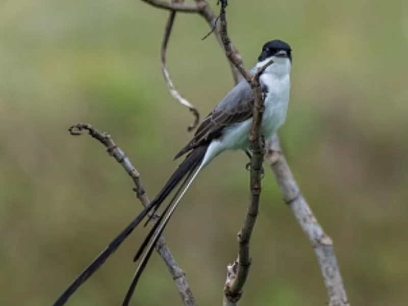 Fork-tailed flycatcher