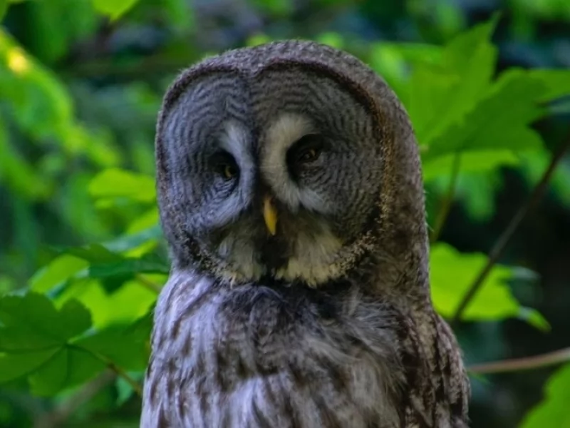 Amaze-wing Facts About The Great Grey Owl