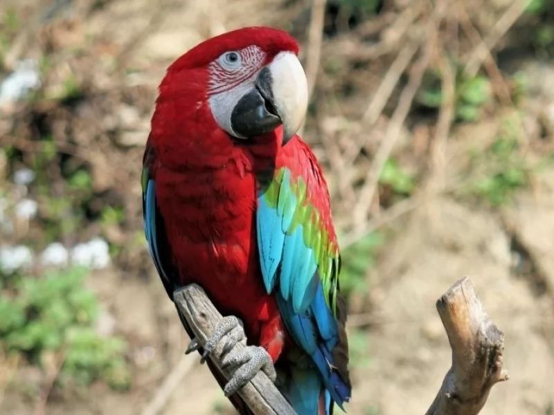 Scarlet Macaw Interesting Facts
