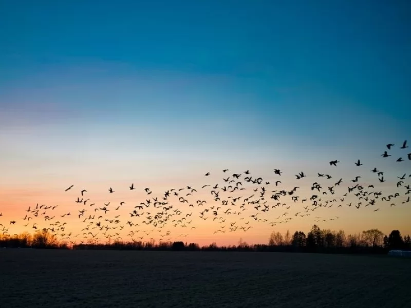 Millions of birds on the move as Spring migration returns