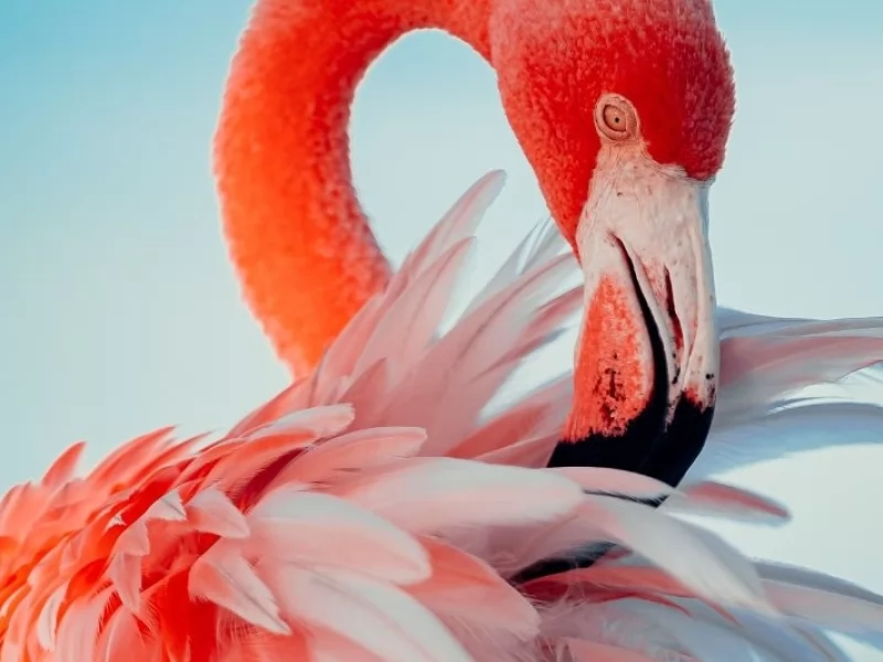 International Flamingo Day