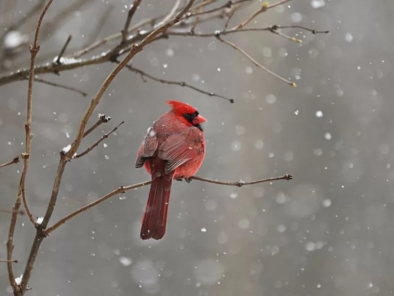 FUN & INTERESTING Facts About Cardinals!