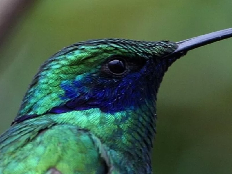 Hummingbird unexpectedly rediscovered in Colombia