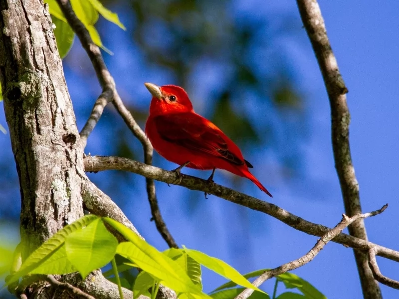 Fun Hepatic Tanager Facts For Kids