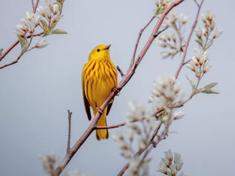 What Can Birds Tell Us About Pollinators?