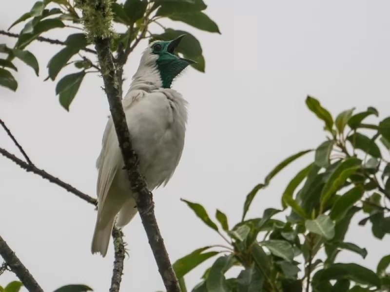 Bare-throated Bellbird recorded for the first time in Corrientes, Argentina