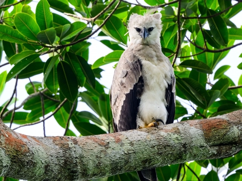 Harpy Eagles Face Declining Habitat Range Due to Climate Change, Urgent Conservation Measures Needed