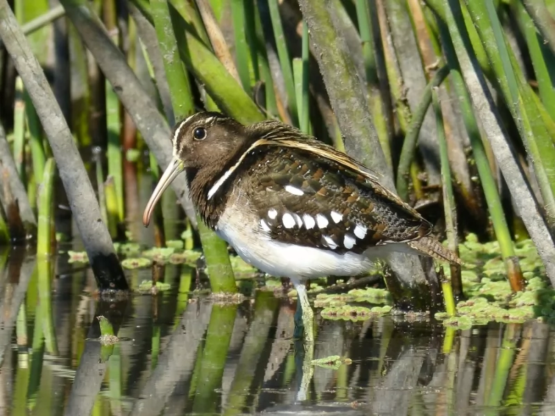 South American Painted-snipe