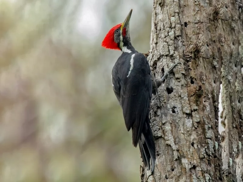 Black-bodied Woodpecker