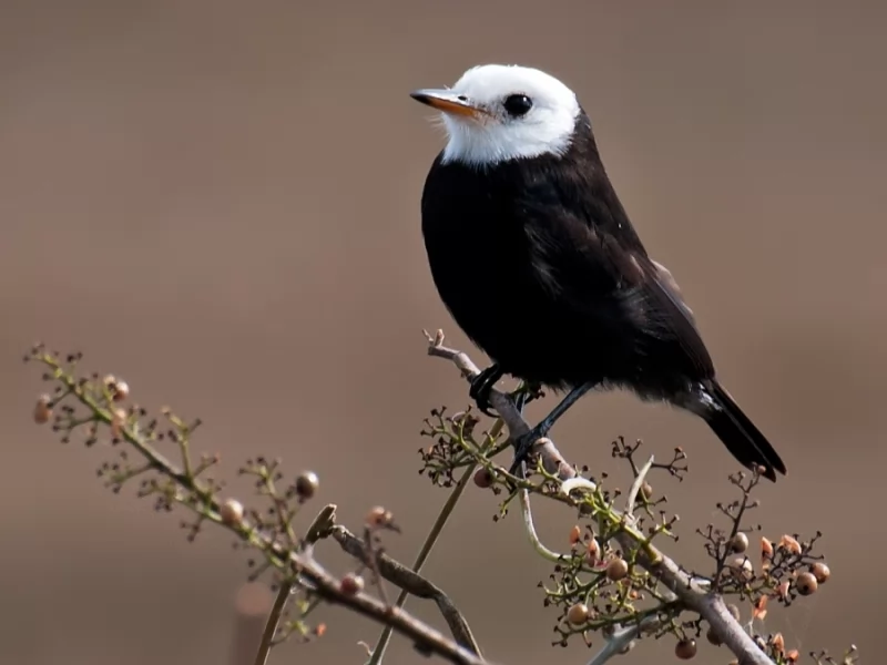 White-headed March-tyrant