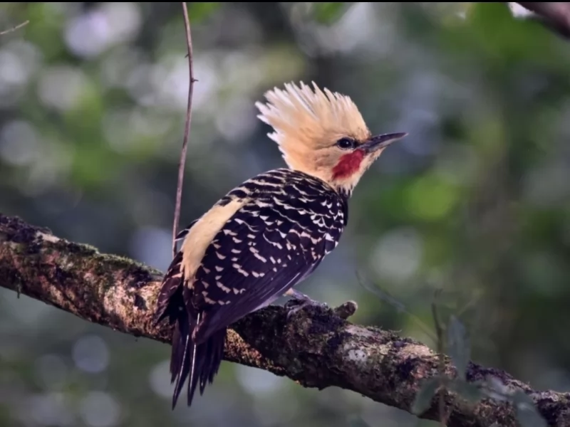Blond-crested Woodpecker