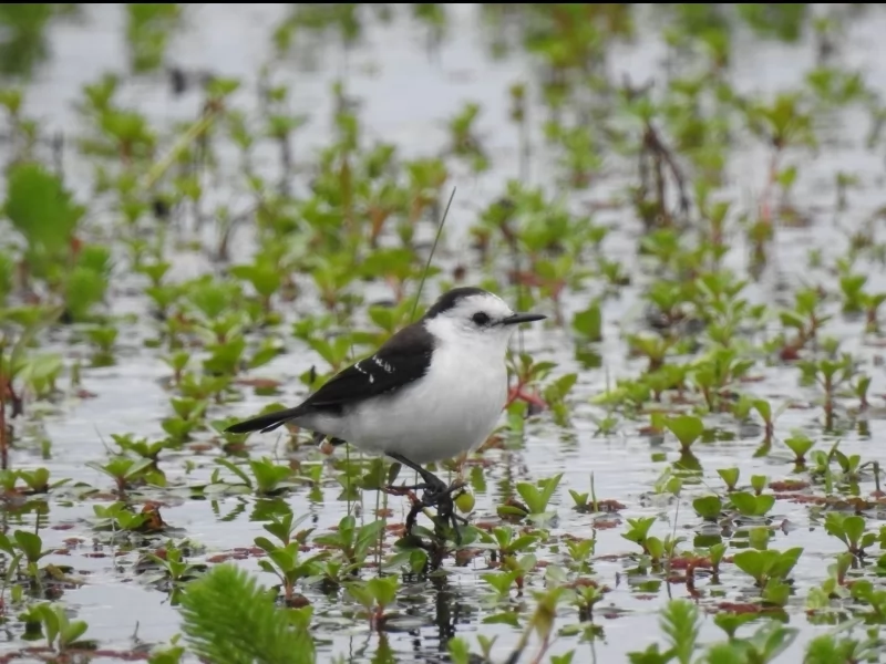Black-backed Water-Tyrant