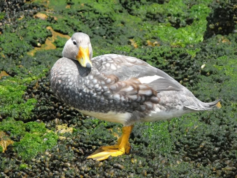 White-headed Steamer-Duck