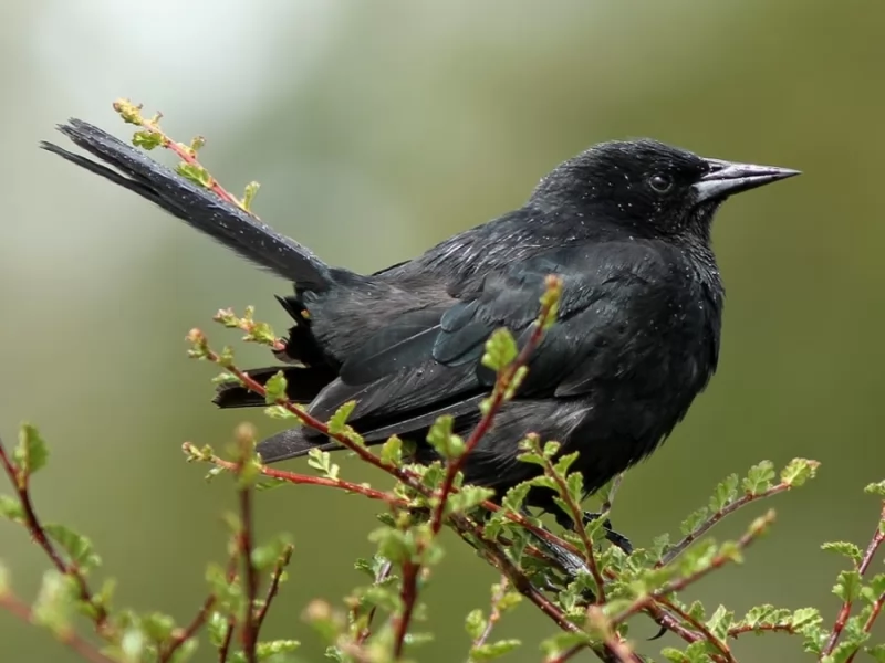 Austral Blackbird 