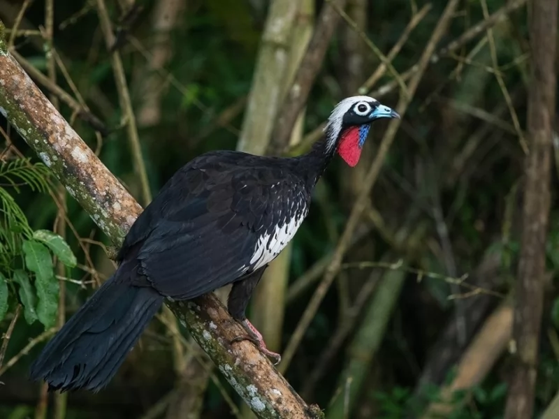 Black-fronted Piping-Guan 