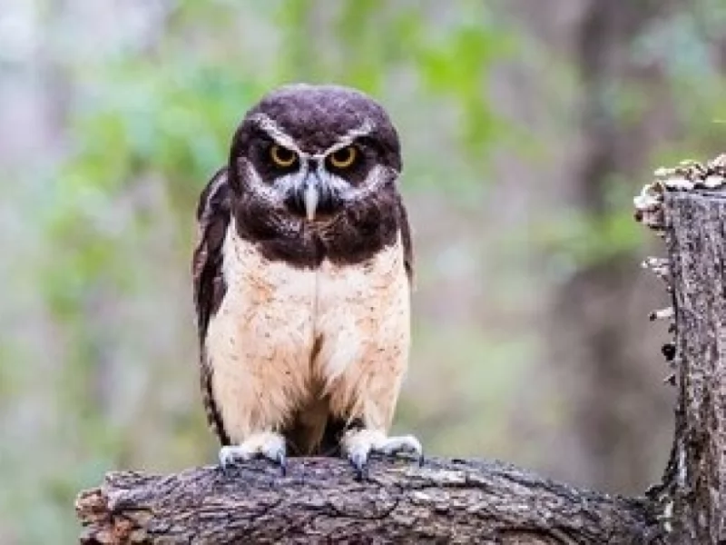 Spectacled Owl 