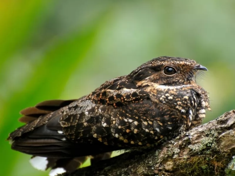 Ocellated Poorwill 