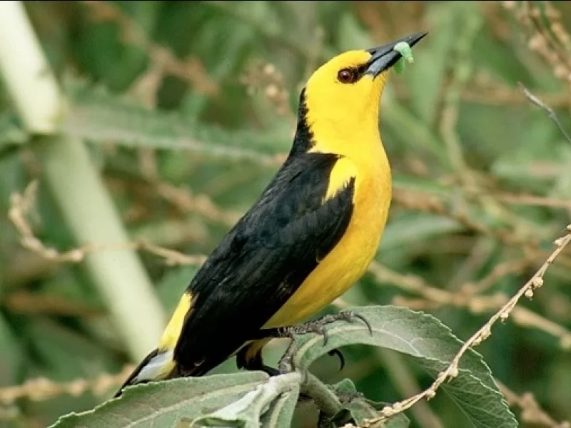 Saffron-cowled Blackbird 