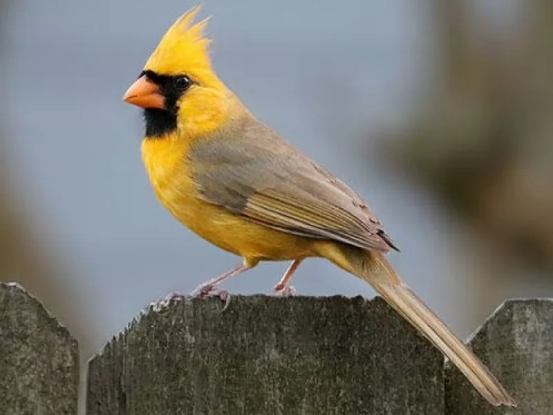 Yellow Cardinal 