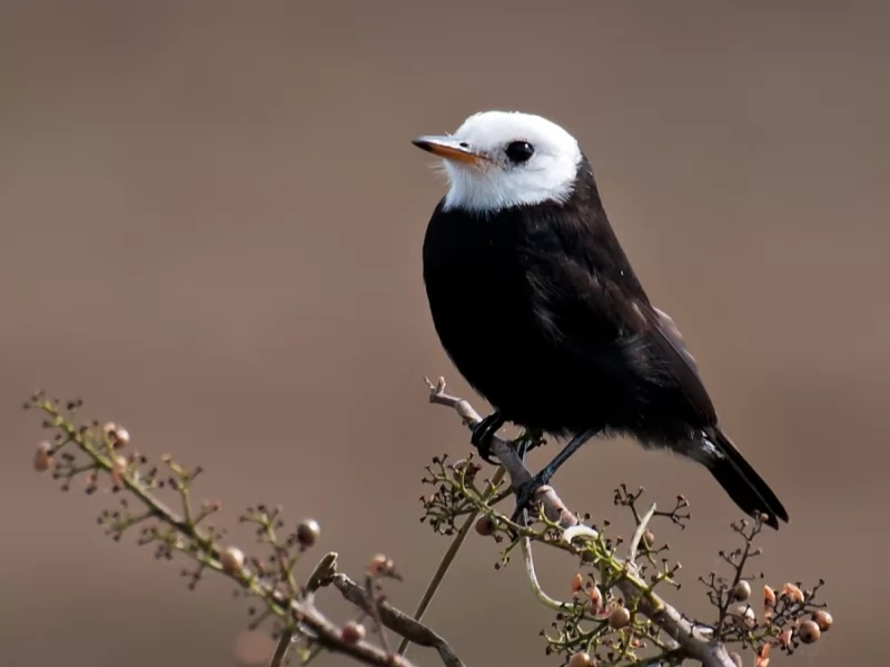 White-headed March-tyrant